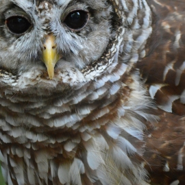 barred-owl-441976_1920-400x270-MM-100.png