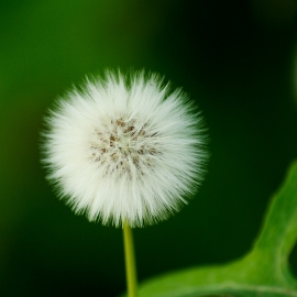 seeds-736077_1920-400x270-MM-100.png